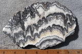 Zebra Onyx Slab 375