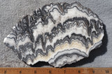 Zebra Onyx Slab 375
