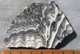 Zebra Onyx Slab 359