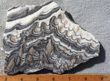 Zebra Onyx Slab 361