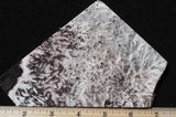 Snowflake Laguna Slab 464