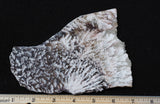 Snowflake Laguna Slab 470