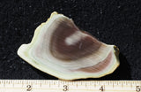 Royal Imperial 289