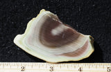 Royal Imperial 289
