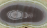 Royal Imperial 281