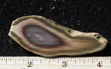 Royal Imperial 291