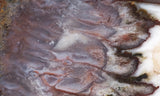 Green Angel Wing Slab 99