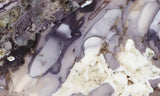 Burro Creek Agate Rock Slab 81