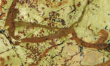 Green Dream Rock Slab 40