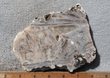 Bargain Bin E Slab 144