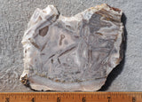 Moroccan Stick Agate Slab 280