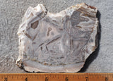 Moroccan Stick Agate Slab 280