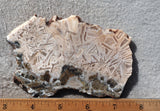 Moroccan Stick Agate Slab 284