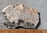 Moroccan Stick Agate Slab 284
