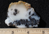 Mexican Dendritic Opal Slab 23