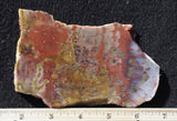 Petrified Wood Rock Slab 22