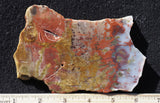 Petrified Wood Rock Slab 26