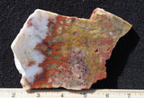 Petrified Wood Rock Slab 27