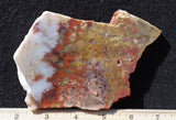 Petrified Wood Rock Slab 27