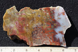 Petrified Wood Rock Slab 24