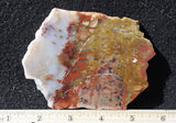 Petrified Wood Rock Slab 23