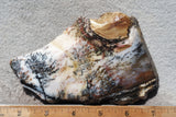 Idaho Dendritic Agate 91