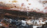 Idaho Dendritic Agate 93