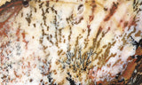 Idaho Dendritic Agate 83