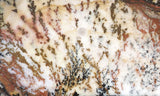Idaho Dendritic Agate 82