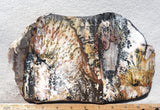 Idaho Dendritic Agate 82