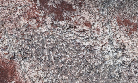 Dinosaur Bone Rock Slab 436