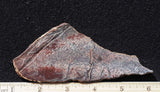 Dinosaur Bone Rock Slab 436