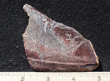 Dinosaur Bone Rock Slab 438