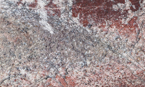 Dinosaur Bone Rock Slab 438