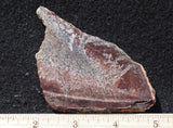Dinosaur Bone Rock Slab 438