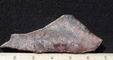 Dinosaur Bone Rock Slab 482