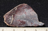 Dinosaur Bone Rock Slab 435