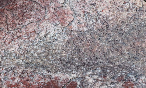 Dinosaur Bone Rock Slab 435