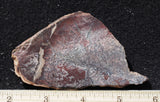 Dinosaur Bone Rock Slab 435