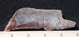 Dinosaur Bone Rock Slab 486