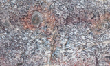 Dinosaur Bone Rock Slab 486
