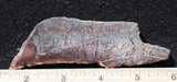 Dinosaur Bone Rock Slab 486