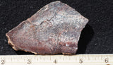 Dinosaur Bone Rock Slab 499