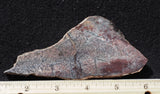 Dinosaur Bone Rock Slab 497