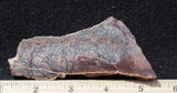 Dinosaur Bone Rock Slab 442