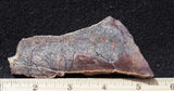 Dinosaur Bone Rock Slab 442