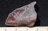 Dinosaur Bone Rock Slab 431
