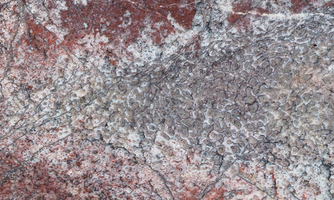 Dinosaur Bone Rock Slab 431