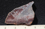 Dinosaur Bone Rock Slab 431