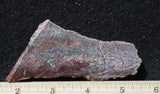 Dinosaur Bone Rock Slab 498